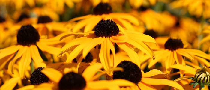 Ferienwohnung am Wolfstein